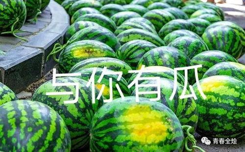 高校吃瓜,揭秘校园吃瓜背后的故事